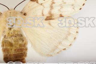 Butterfly Limantria dispar 0005